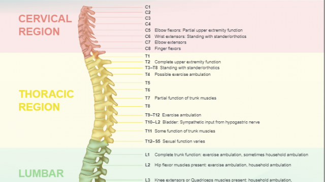 Spinal Cord Tethering Spina Bifida Association